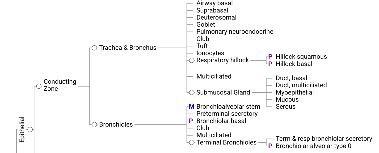 Hierarchy of lung epithelial cell types, from conducting and respiratory zones to individual cell types